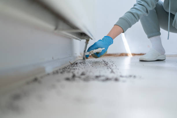 Best Affordable Pest Control Services  in Crisfield, MD